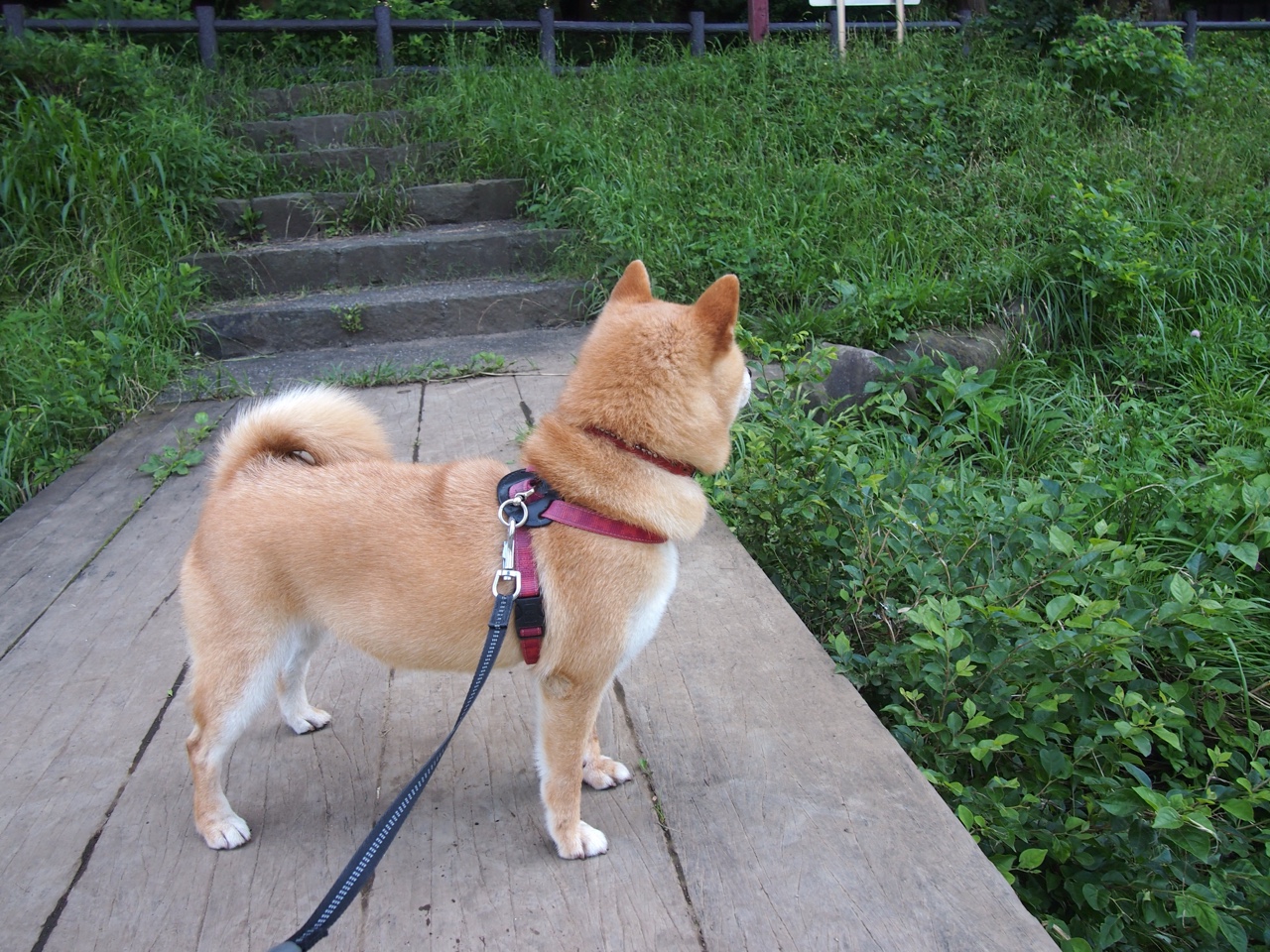 “未来星途”青少年篮球明星培养工程在上海持续发力，挖掘青训潜力