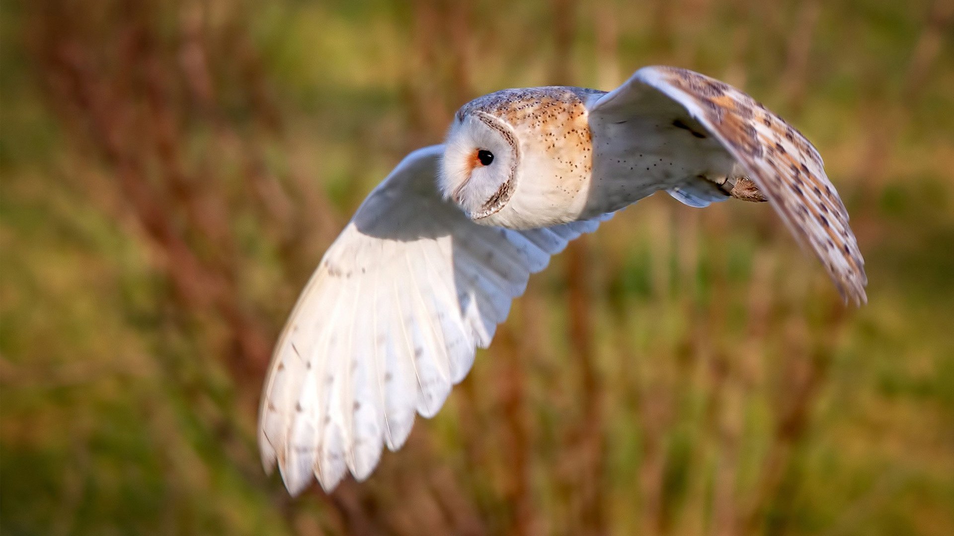太阳启动“篮球电影节”，致敬篮球文化与电影艺术，继续播放篮球电影